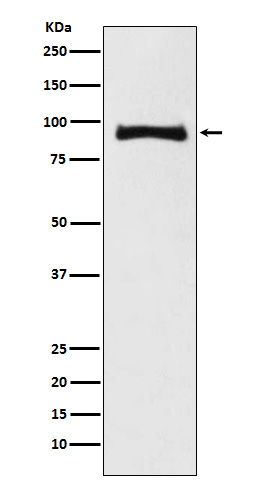 MALT1 Ab