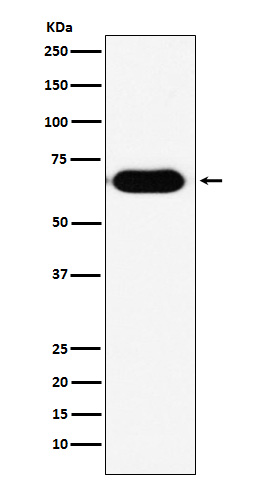 RNF8 Ab