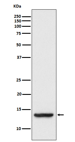 Tax1 binding protein 3 Ab