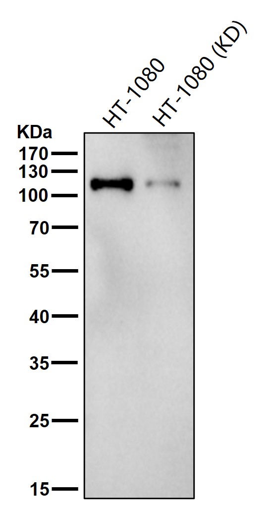 MDA5 Ab