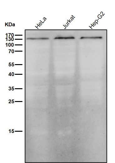 MDA5 Ab