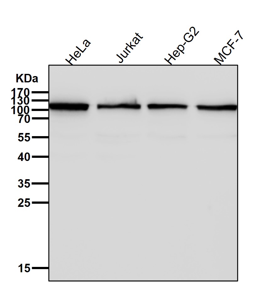 NF-kB p52 Ab