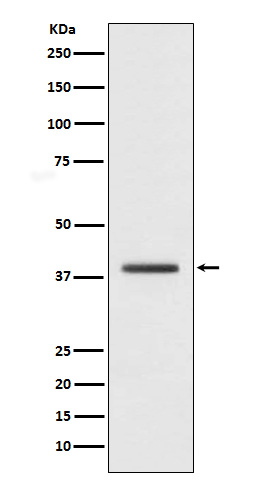 Histone mH2A1 Ab