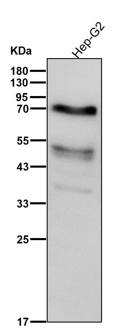 Coagulation factor X Ab