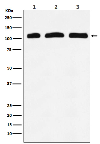 PI3 kinase p110 delta Ab