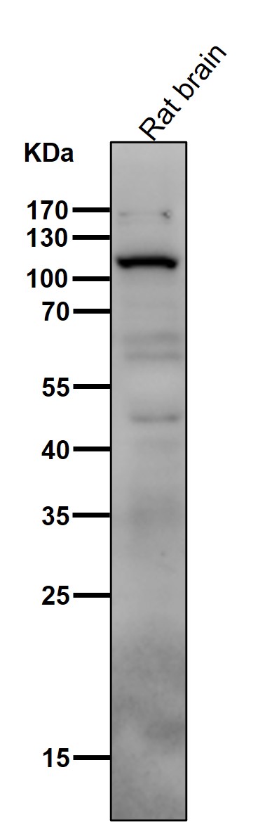 PI3 kinase p110 delta Ab