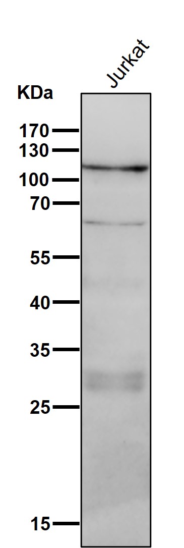 PI3 kinase p110 delta Ab