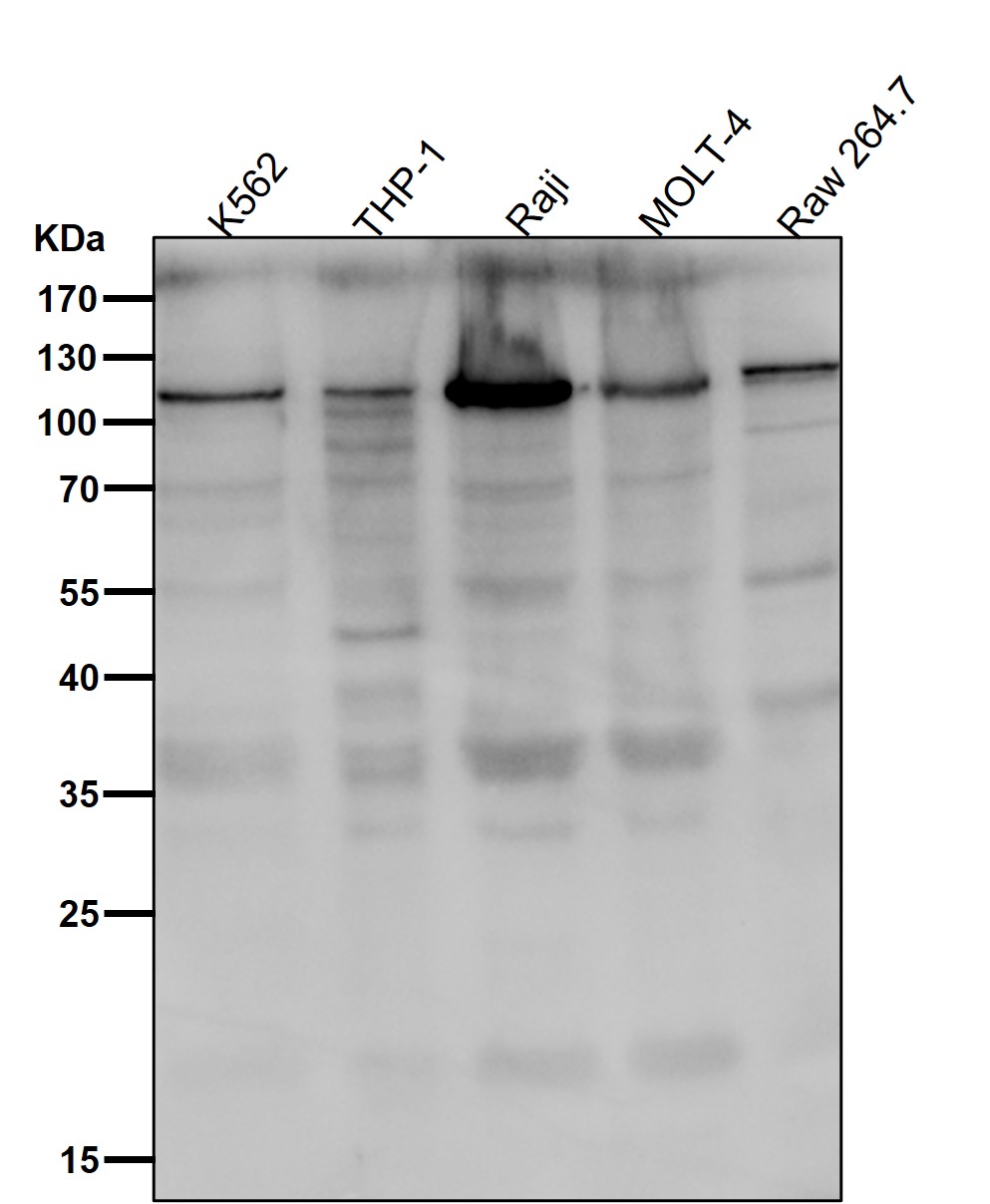 PI3 kinase p110 delta Ab