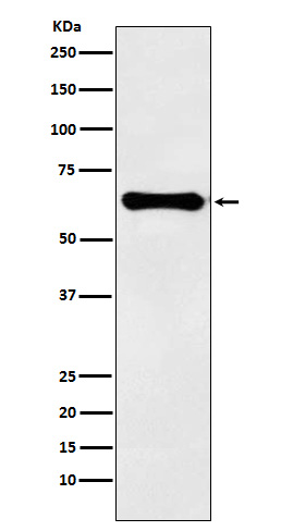 Coagulation factor IX Ab