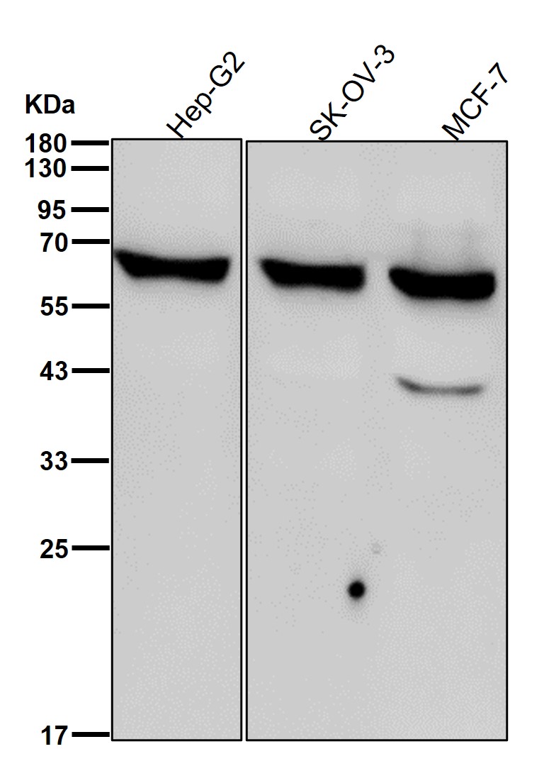 Coagulation factor IX Ab