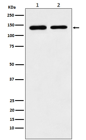 Cohesin subunit SA 2 Ab