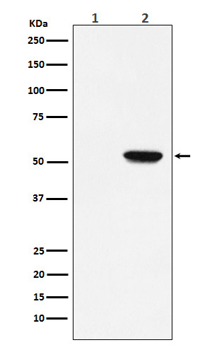 p-MLKL (S358) Ab