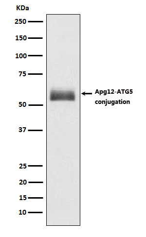 ATG12 Ab