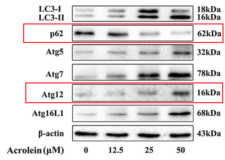 ATG12 Ab