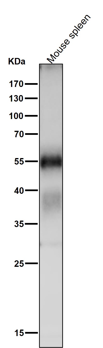 ATG12 Ab