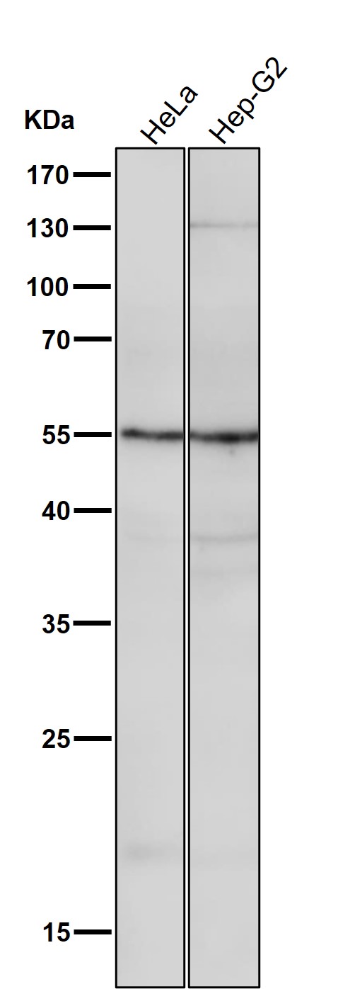 ATG12 Ab