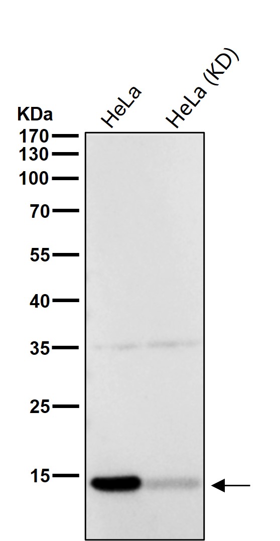 Galectin 1 Ab