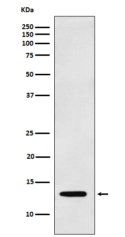 Galectin 1 Ab