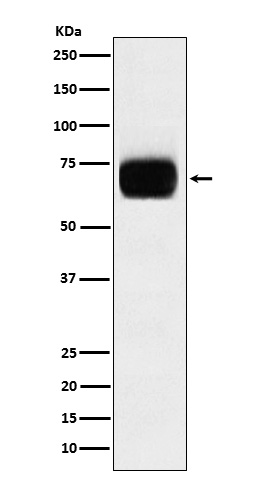 CD33 Ab