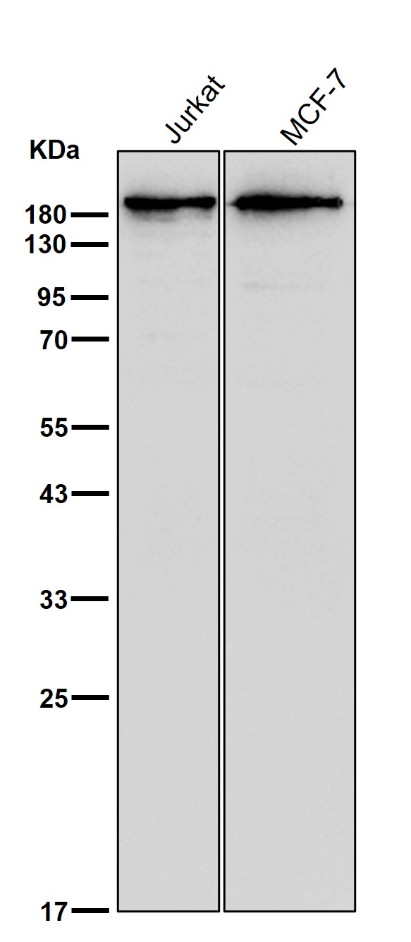 IQGAP1 Ab