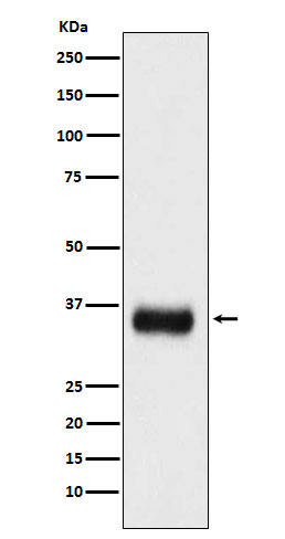 SRSF1 Ab