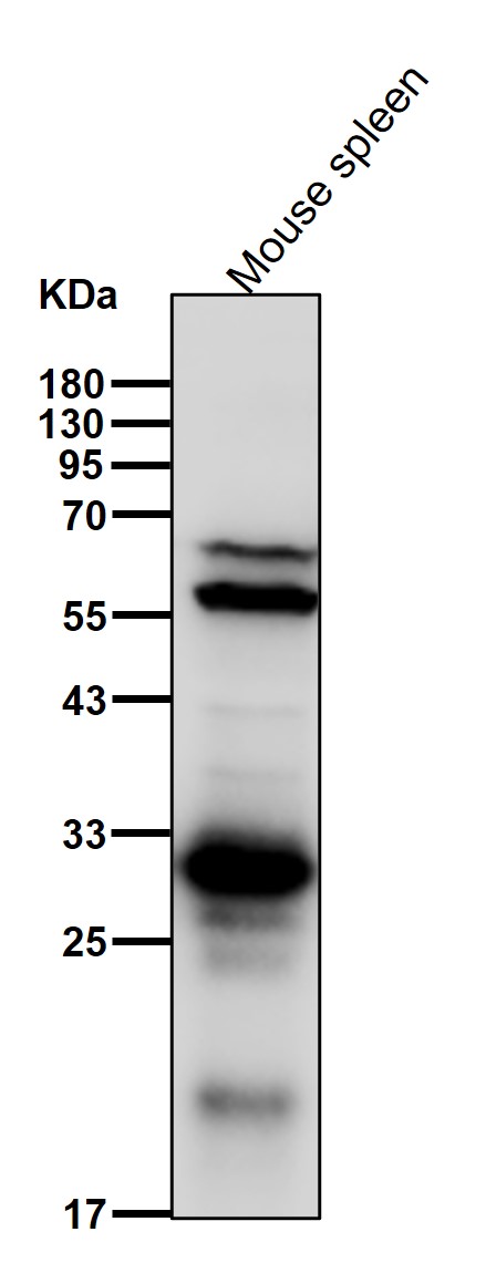 SRSF1 Ab