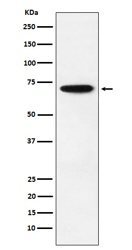 NRF 1 Ab