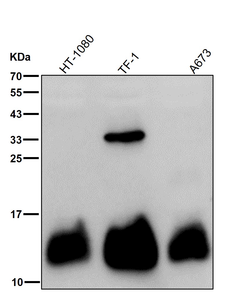 Natriuretic peptides A Ab