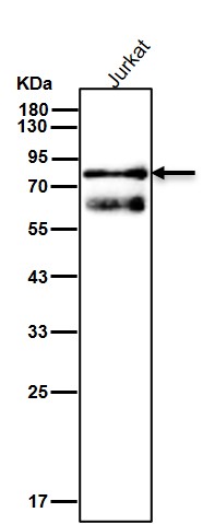 EGR 1 Ab