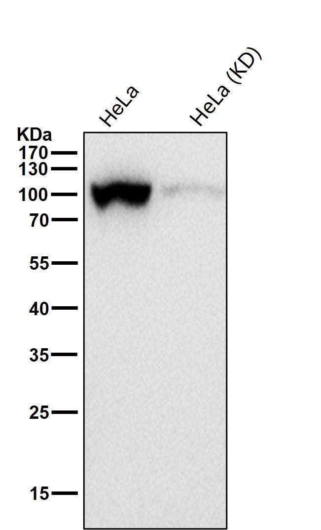 DNA ligase 4 Ab