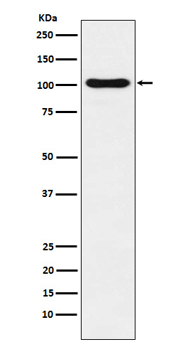 DNA ligase 4 Ab