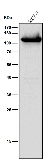 DNA ligase 4 Ab