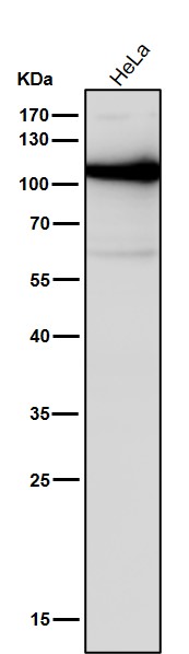 DNA ligase 4 Ab