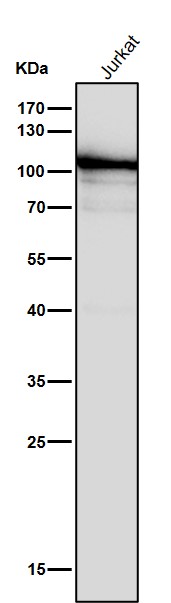 DNA ligase 4 Ab