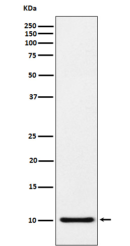 CCL5 Ab