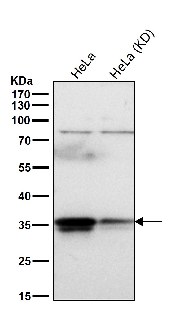 ELAVL1 Ab