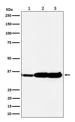 ELAVL1 Ab