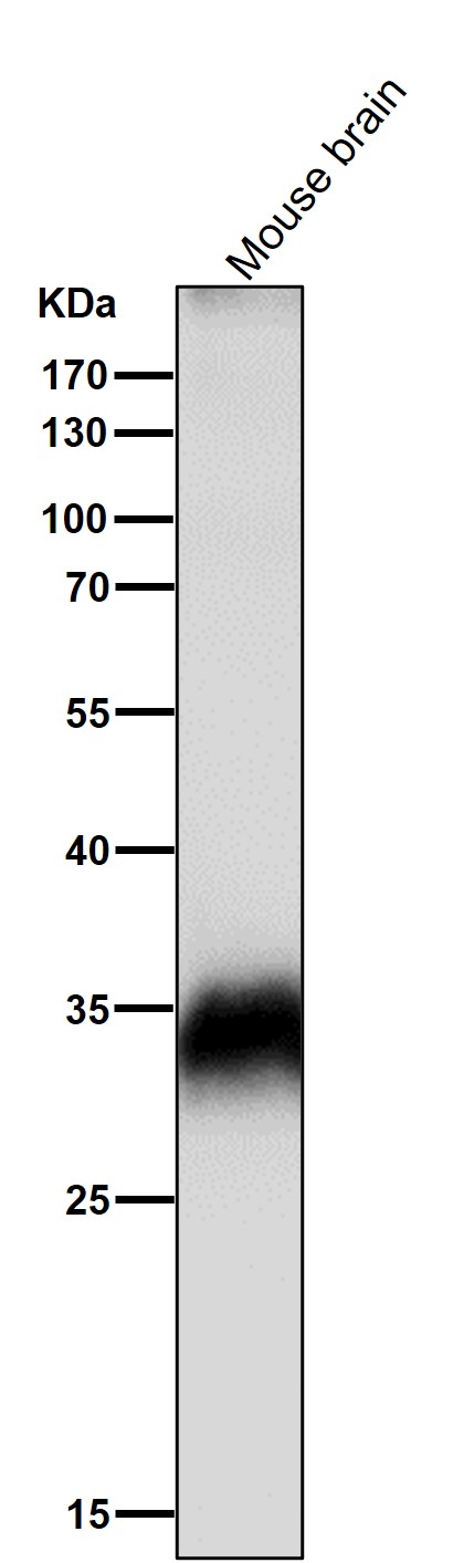 ELAVL1 Ab