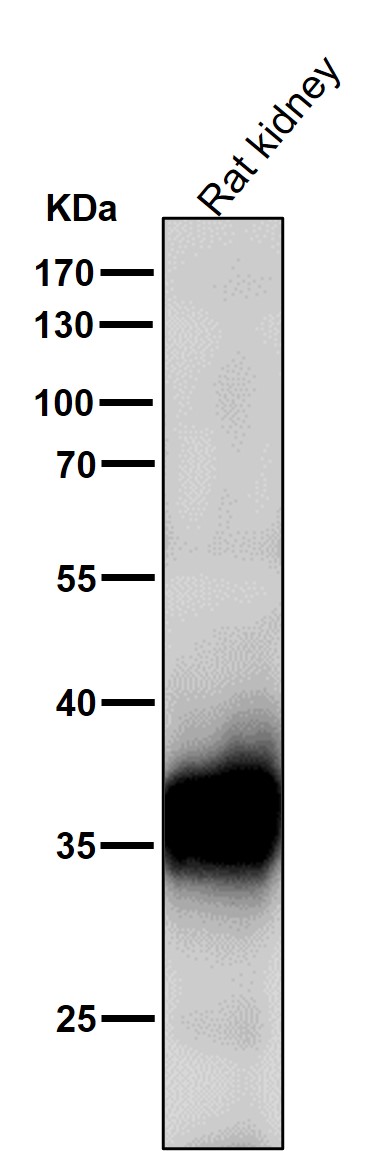 ELAVL1 Ab