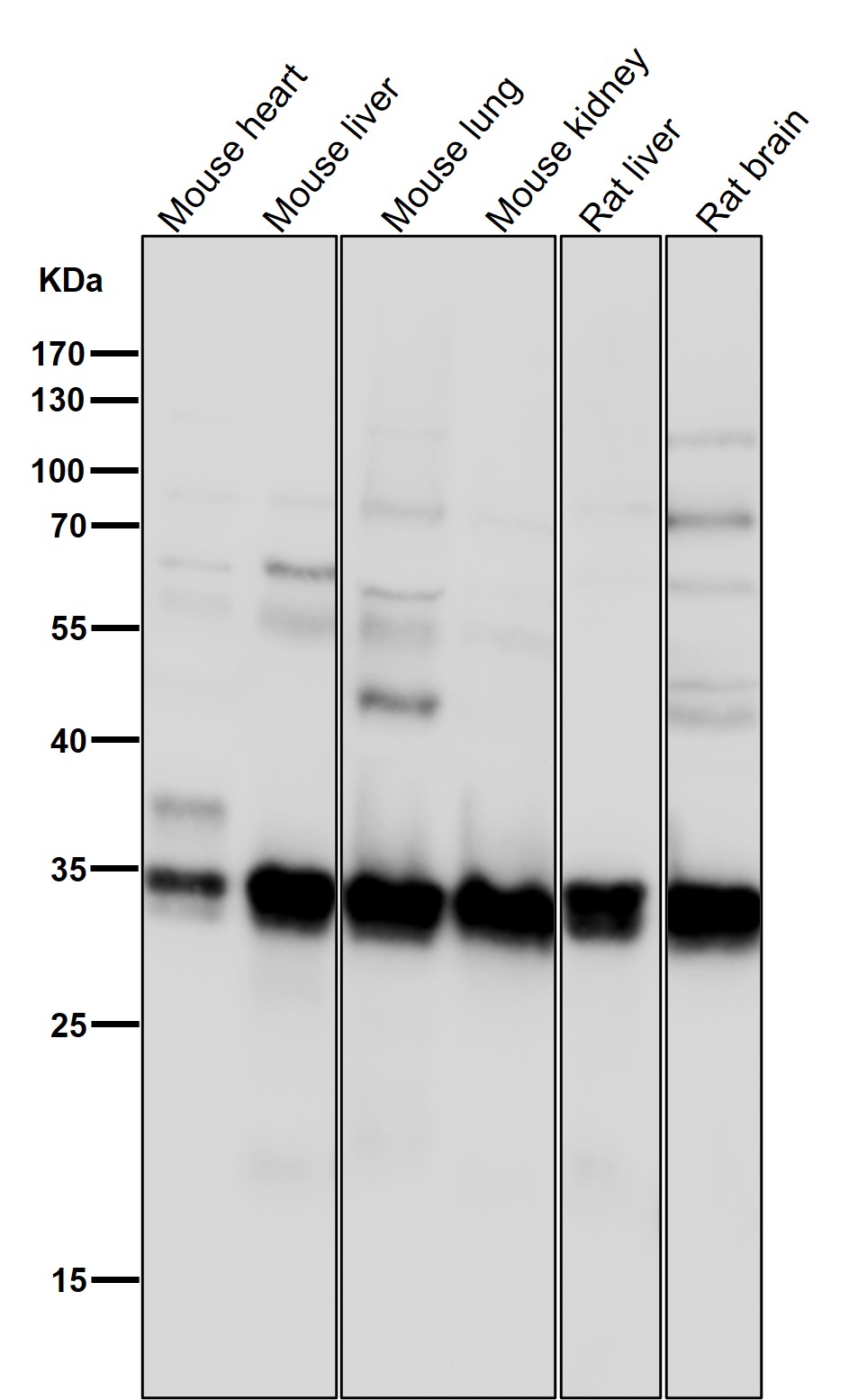 ELAVL1 Ab