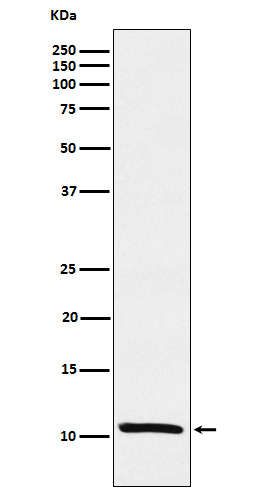 Trefoil factor 1 Ab