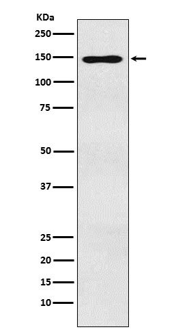 Myb binding protein 1A Ab