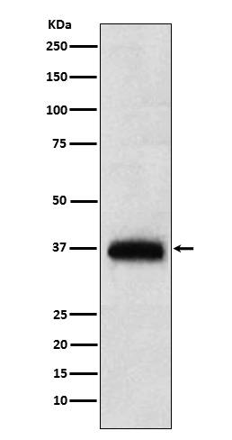 CD7 Ab