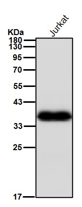 CD7 Ab