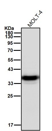 CD7 Ab