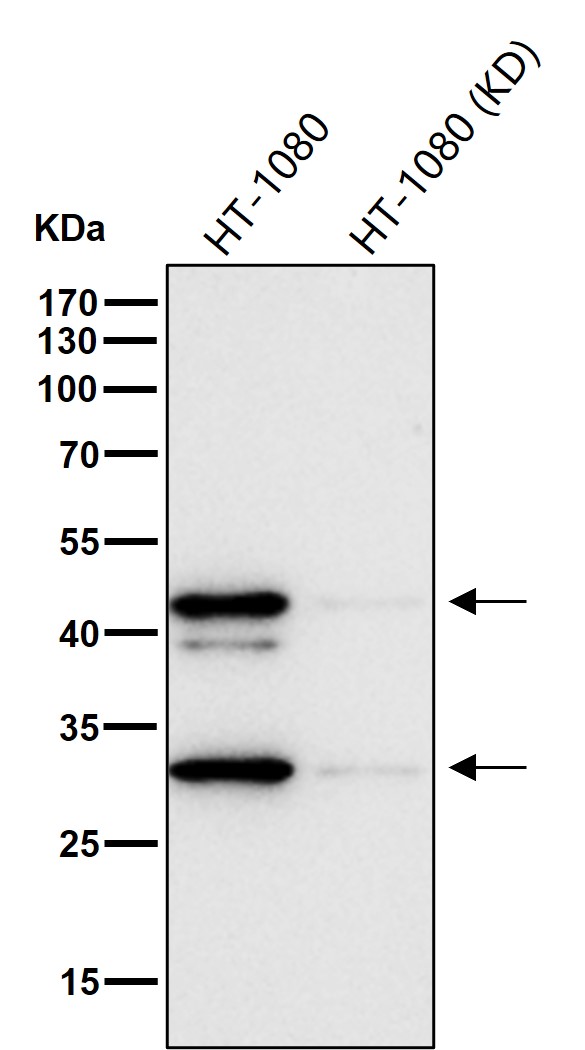 MBD2 Ab