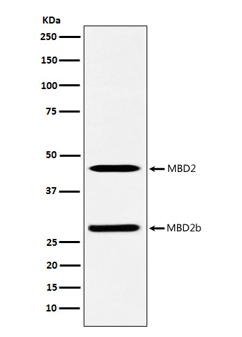 MBD2 Ab