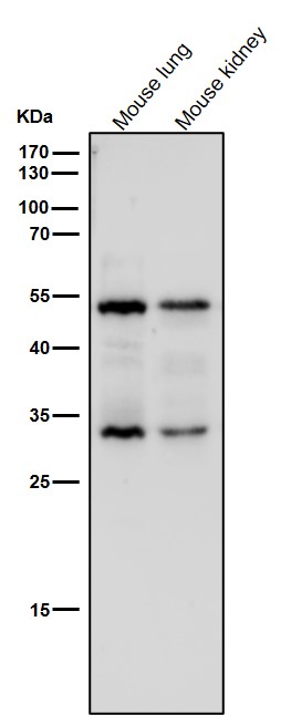 MBD2 Ab