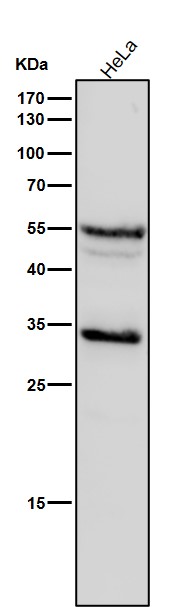 MBD2 Ab