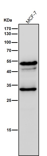 MBD2 Ab